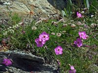 Dianthus sylvestris 17, Saxifraga-Jeroen Willemsen