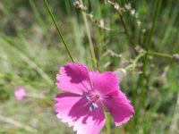 Dianthus sylvestris 22, Saxifraga-Rutger Barendse