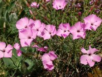 Dianthus sylvestris 23, Saxifraga-Harry Jans