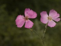 Dianthus sylvestris 3, Saxifraga-Jan van der Straaten