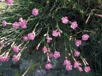 Dianthus sylvestris 31, Saxifraga-Jan van der Straaten