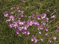 Dianthus sylvestris 5, Saxifraga-Jan van der Straaten