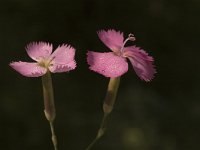 Dianthus sylvestris 7, Saxifraga-Jan van der Straaten