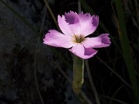 Dianthus sylvestris ssp sylvestris 11, Saxifraga-Jan van der Straaten