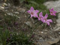 Dianthus sylvestris ssp sylvestris 16, Saxifraga-Willem van Kruijsbergen