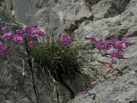 Dianthus sylvestris ssp sylvestris 18, Saxifraga-Willem van Kruijsbergen