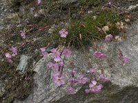 Dianthus sylvestris ssp sylvestris 20, Saxifraga-Willem van Kruijsbergen