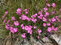 Dianthus sylvestris ssp sylvestris 24, Saxifraga-Harry Jans