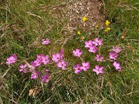 Dianthus sylvestris ssp sylvestris 25, Saxifraga-Harry Jans