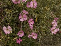 Dianthus sylvestris ssp sylvestris 8, Saxifraga-Willem van Kruijsbergen