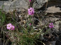 Dianthus sylvestris ssp sylvestris 9, Saxifraga-Willem van Kruijsbergen