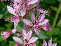 Dictamnus albus 23, Saxifraga-Luuk Vermeer