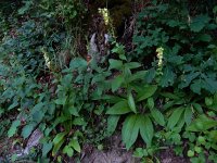 Digitalis grandiflora 24, Grootbloemig vingerhoedskruid, Saxifraga-Ed Stikvoort