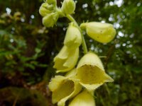 Digitalis grandiflora 25, Grootbloemig vingerhoedskruid, Saxifraga-Ed Stikvoort