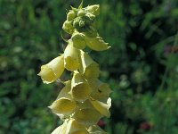 Digitalis grandiflora 27, Grootbloemig vingerhoedskruid, Saxifraga-Jan van der Straaten