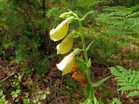 Digitalis grandiflora 30, Grootbloemig vingerhoedskruid, Saxifraga-Hans Grotenhuis