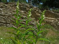 Digitalis lutea 24, Geel vingerhoedskruid, Saxifraga-Ed Stikvoort : viroin2011