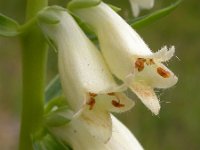 Digitalis lutea 26, Geel vingerhoedskruid, Saxifraga-Ed Stikvoort : viroin 2011