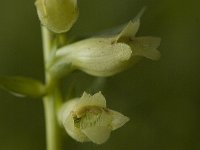 Digitalis lutea 1, Geel vingerhoedskruid, Saxifraga-Marijke Verhagen