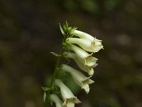 Digitalis lutea 11, Geel vingerhoedskruid, Saxifraga-Willem van Kruijsbergen