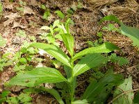 Digitalis lutea 13, Geel vingerhoedskruid, Saxifraga-Rutger Barendse