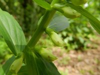 Digitalis lutea 14, Geel vingerhoedskruid, Saxifraga-Rutger Barendse