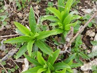 Digitalis lutea 16, Geel vingerhoedskruid, Saxifraga-Rutger Barendse