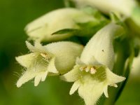 Digitalis lutea 19, Geel vingerhoedskruid, Saxifraga-Sonja Bouwman  Geel vingerhoedskruid - Digitalis lutea - Plantaginaceae familie; Tschlin (Zw)