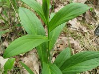 Digitalis lutea 2, Geel vingerhoedskruid, Saxifraga-Rutger Barendse