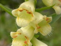 Digitalis lutea 25, Geel vingerhoedskruid, Saxifraga-Ed Stikvoort : viroin 2011