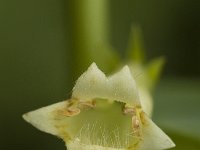 Digitalis lutea 3, Geel vingerhoedskruid, Saxifraga-Marijke Verhagen