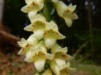 Digitalis lutea 32, Geel vingerhoedskruid, Saxifraga-Ed Stikvoort