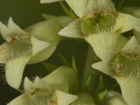 Digitalis lutea 4, Geel vingerhoedskruid, Saxifraga-Jan van der Straaten