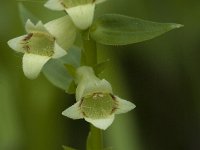 Digitalis lutea 5, Geel vingerhoedskruid, Saxifraga-Jan van der Straaten