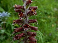 Digitalis parviflora