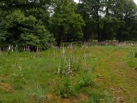 Digitalis purpurea 47, Vingerhoedskruid, Saxifraga-Ed Stikvoort