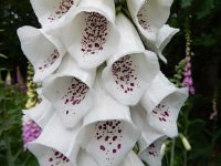 Digitalis purpurea 51, Vingerhoedskruid, Saxifraga-Ed Stikvoort