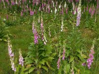 Digitalis purpurea 52, Vingerhoedskruid, Saxifraga-Ed Stikvoort