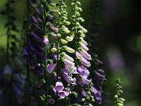 Digitalis purpurea 53, Vingerhoedskruid, Saxifraga-Luuk Vermeer