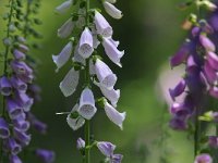 Digitalis purpurea 54, Vingerhoedskruid, Saxifraga-Luuk Vermeer