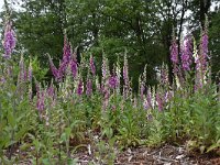 Digitalis purpurea 61, Vingerhoedskruid, Saxifraga-Luuk Vermeer