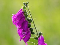 Digitalis purpurea 70, Vingerhoedskruid, Saxifraga-Bart Vastenhouw