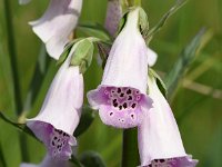 Digitalis purpurea 72, Vingerhoedskruid, Saxifraga-Sonja Bouwman