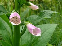 Digitalis purpurea 76, Vingerhoedskruid, Saxifraga-Tom Heijnen