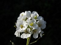 Diplotaxis erucoides 10, Saxifraga-Willem van Kruijsbergen