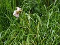 Diplotaxis erucoides 11, Saxifraga-Rutger Barendse