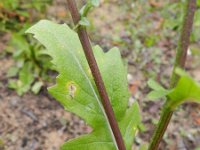 Diplotaxis erucoides 12, Saxifraga-Rutger Barendse