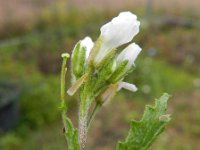 Diplotaxis erucoides 13, Saxifraga-Rutger Barendse