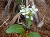 Diplotaxis erucoides 14, Saxifraga-Ed Stikvoort