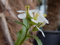 Diplotaxis erucoides 15, Saxifraga-Ed Stikvoort